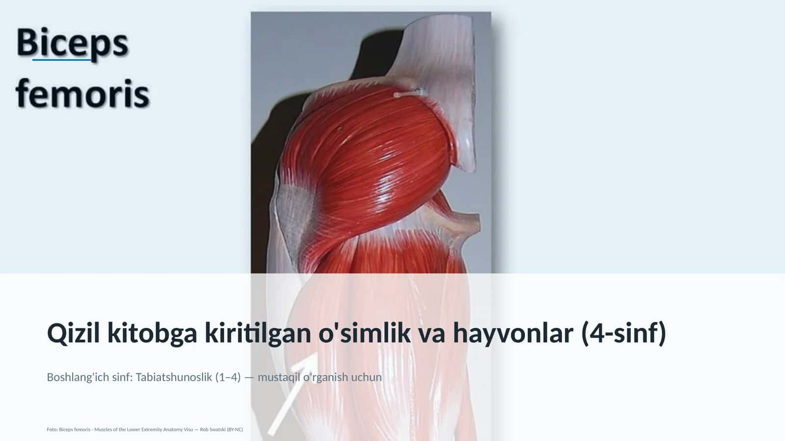 Qizil kitobga kiritilgan o'simlik va hayvonlar (4-sinf)