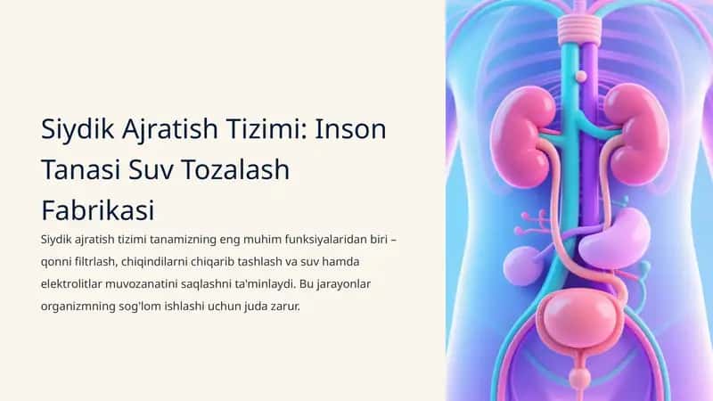 Siydik Ajratish Tizimi: Inson Tanasi Suv Tozalash Fabrikasi