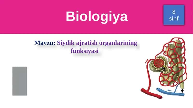 Siydikajratish organlarining funksiyasi