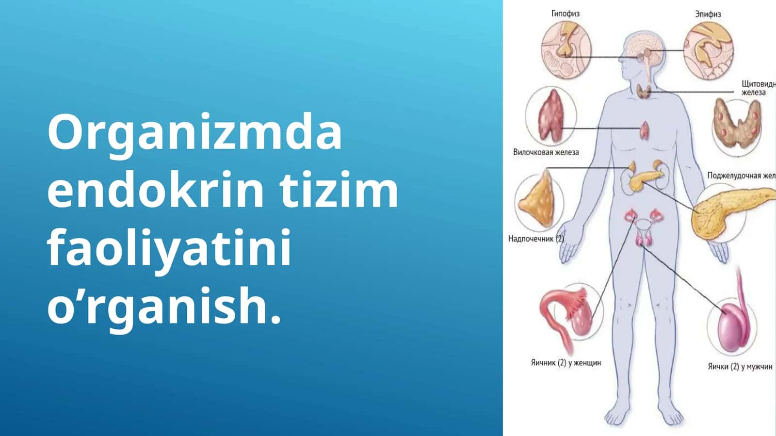 Endokrin tizim faoliyatini o’rganish
