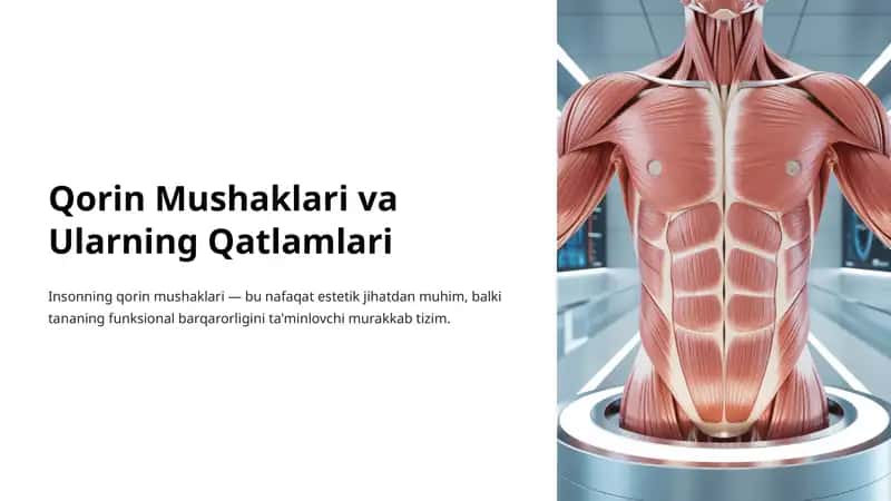 Qorin Mushaklari va Ularning Qatlamlari