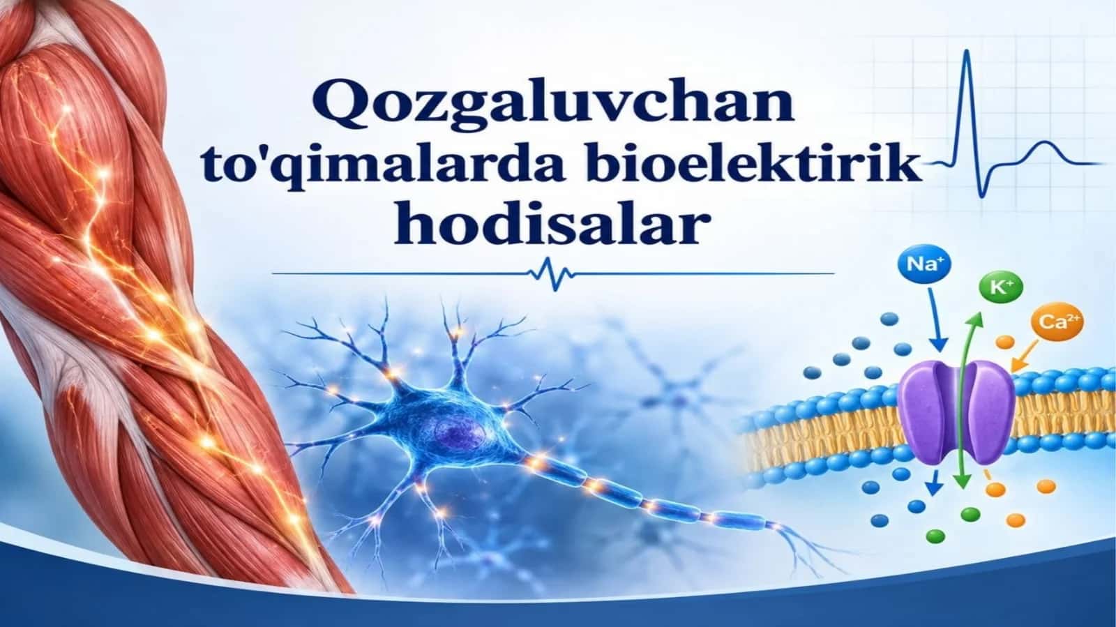 Qo‘zғaluvchanto‘qimalardabioelektrikhodisalar