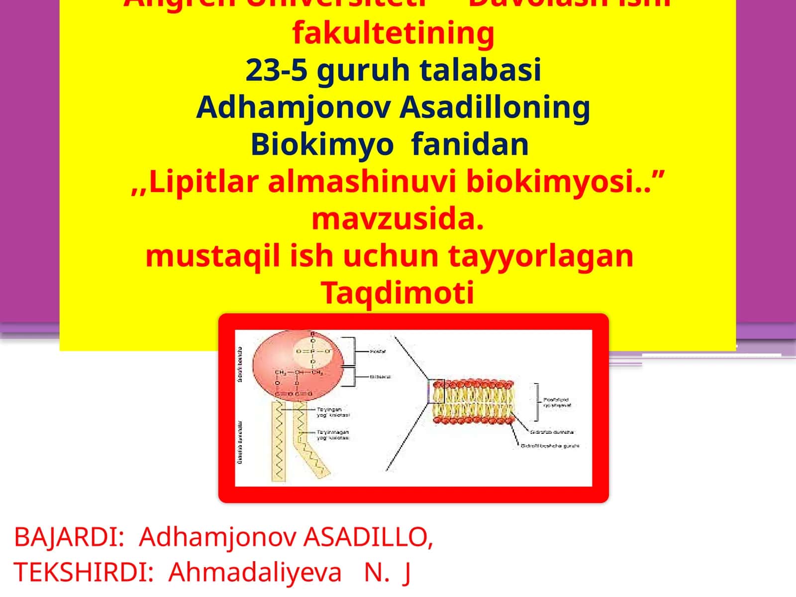 Lipidlar haqida umumiy tushunchalar