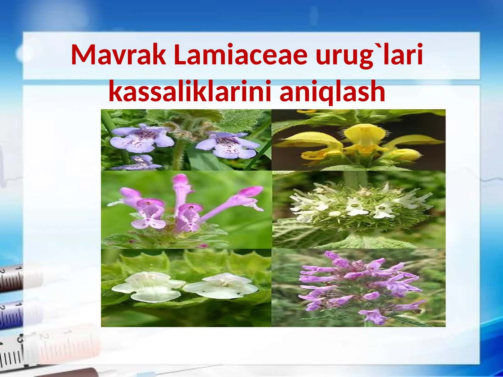 Mavrak