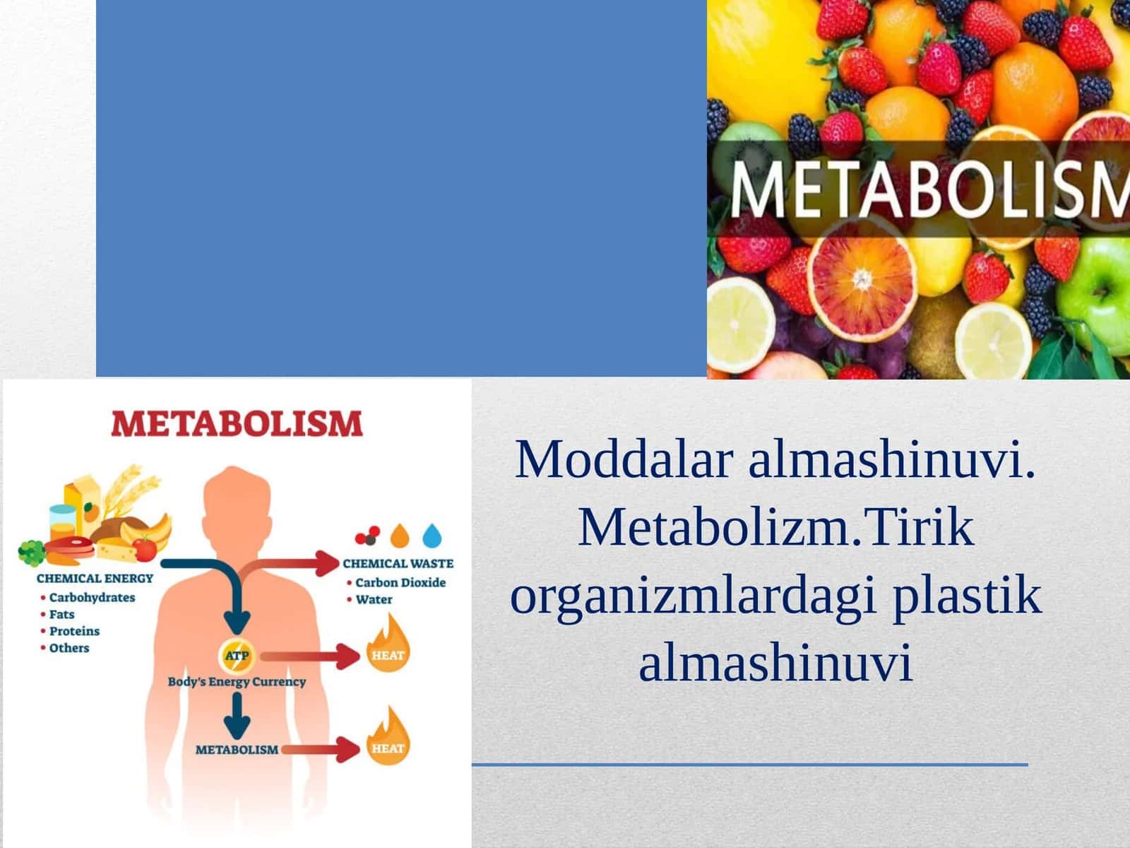 Moddalar almashinuvi. Metabolizm.Tirik organizmlardagi plastik almashinuvi