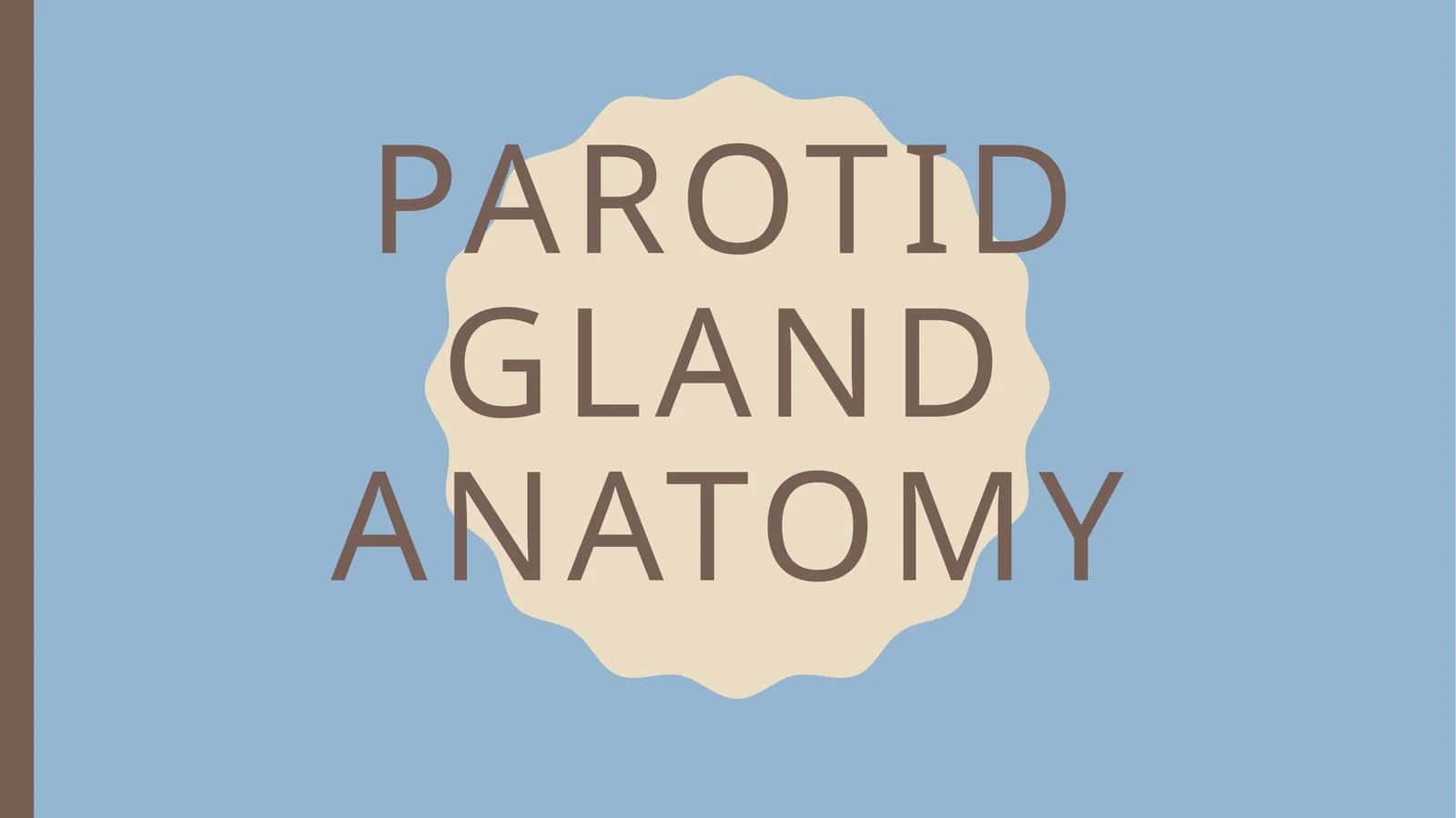 Parotid gland anatomy