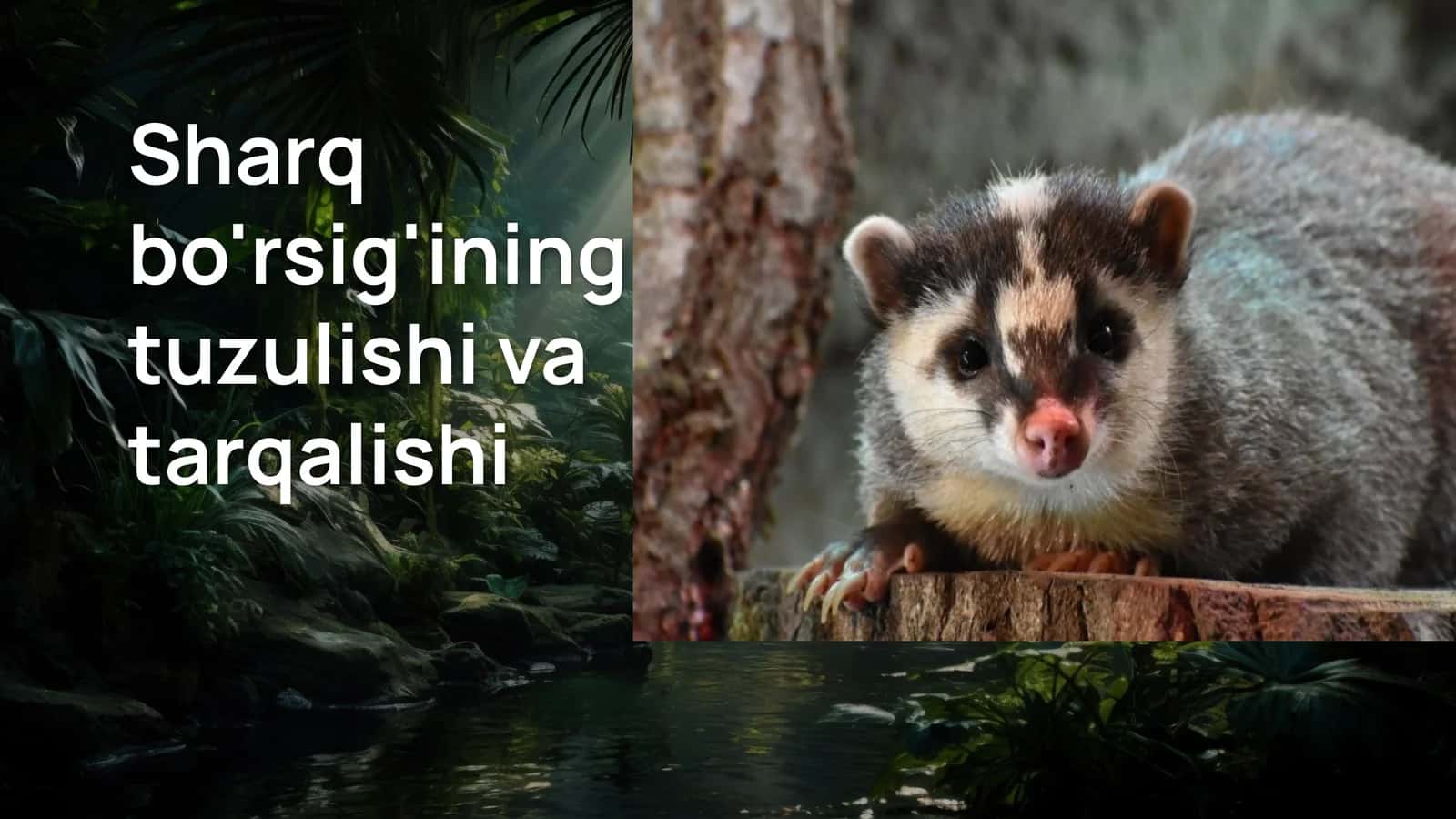 Sharq bo'rsig'ining tuzulishi va tarqalishi