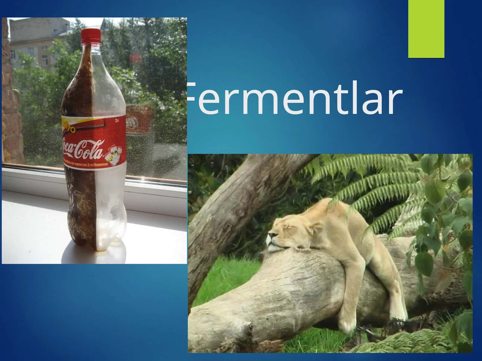 Fermentlar