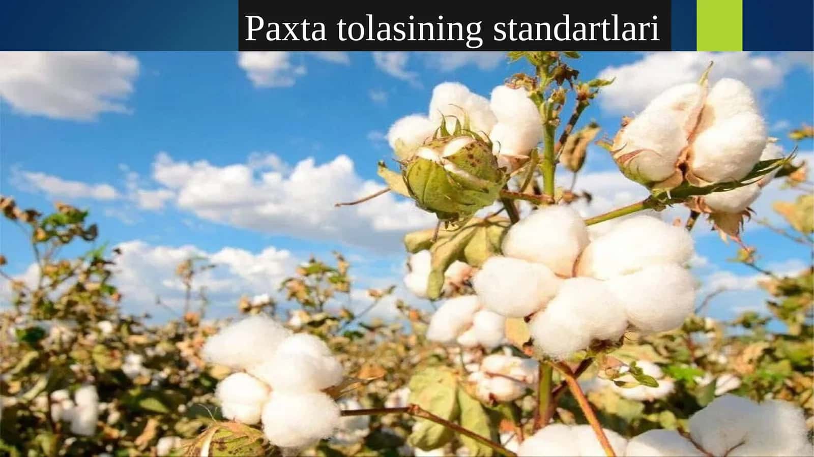 Paxta to'lasi standartlari