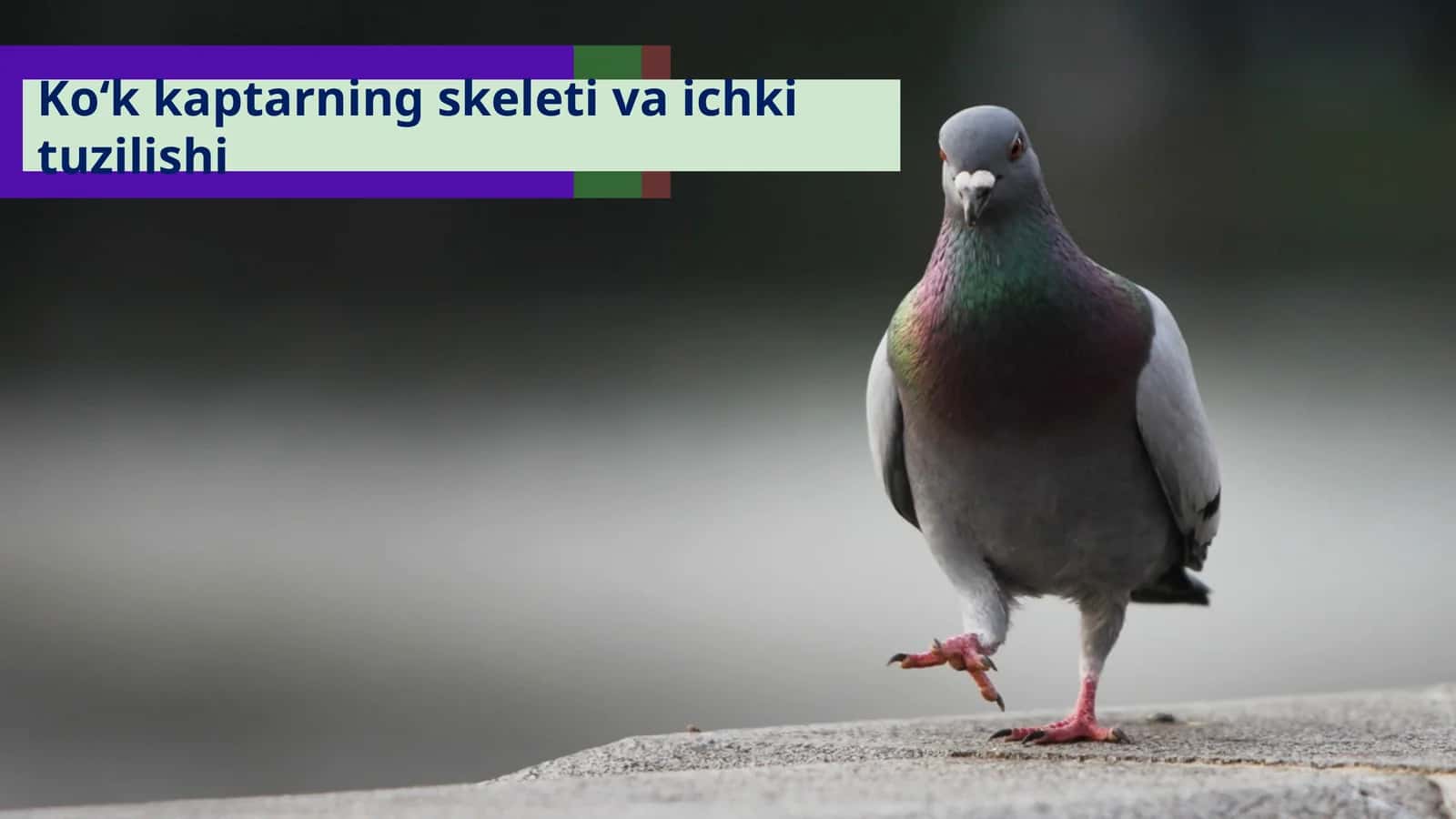 Ko‘kkaptarning skeleti va ichki tuzilishi