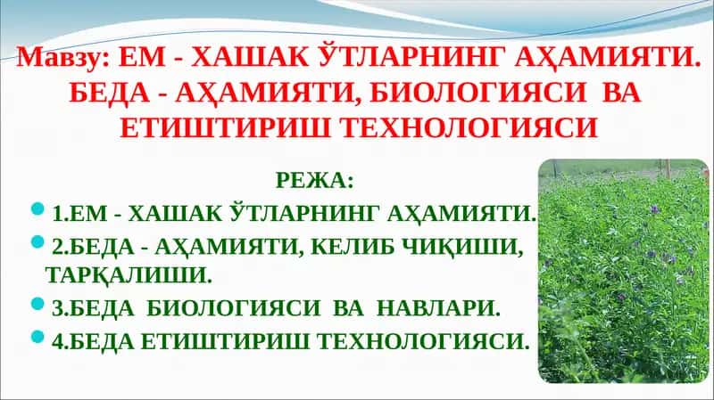 Ем - Хашак ўтларнинг аҳамияти