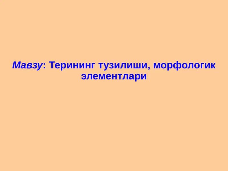 Терининг тузилиши, морфологик элементлари