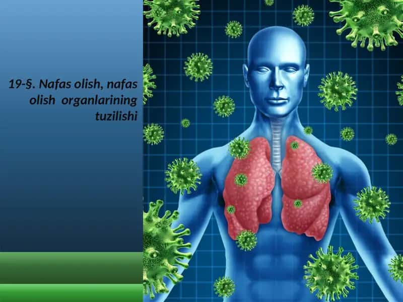 Nafasolish, Nafasolish Organlarining Tuzilishi