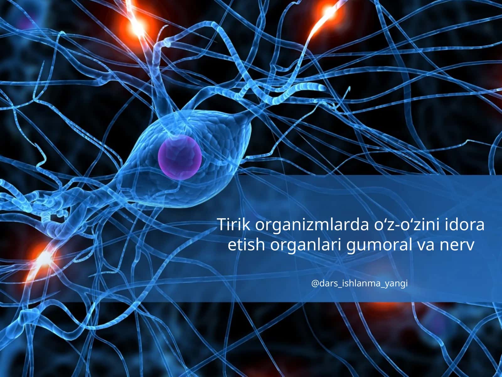 Tirik organizmalar o‘z-o‘zini idora etish organlari