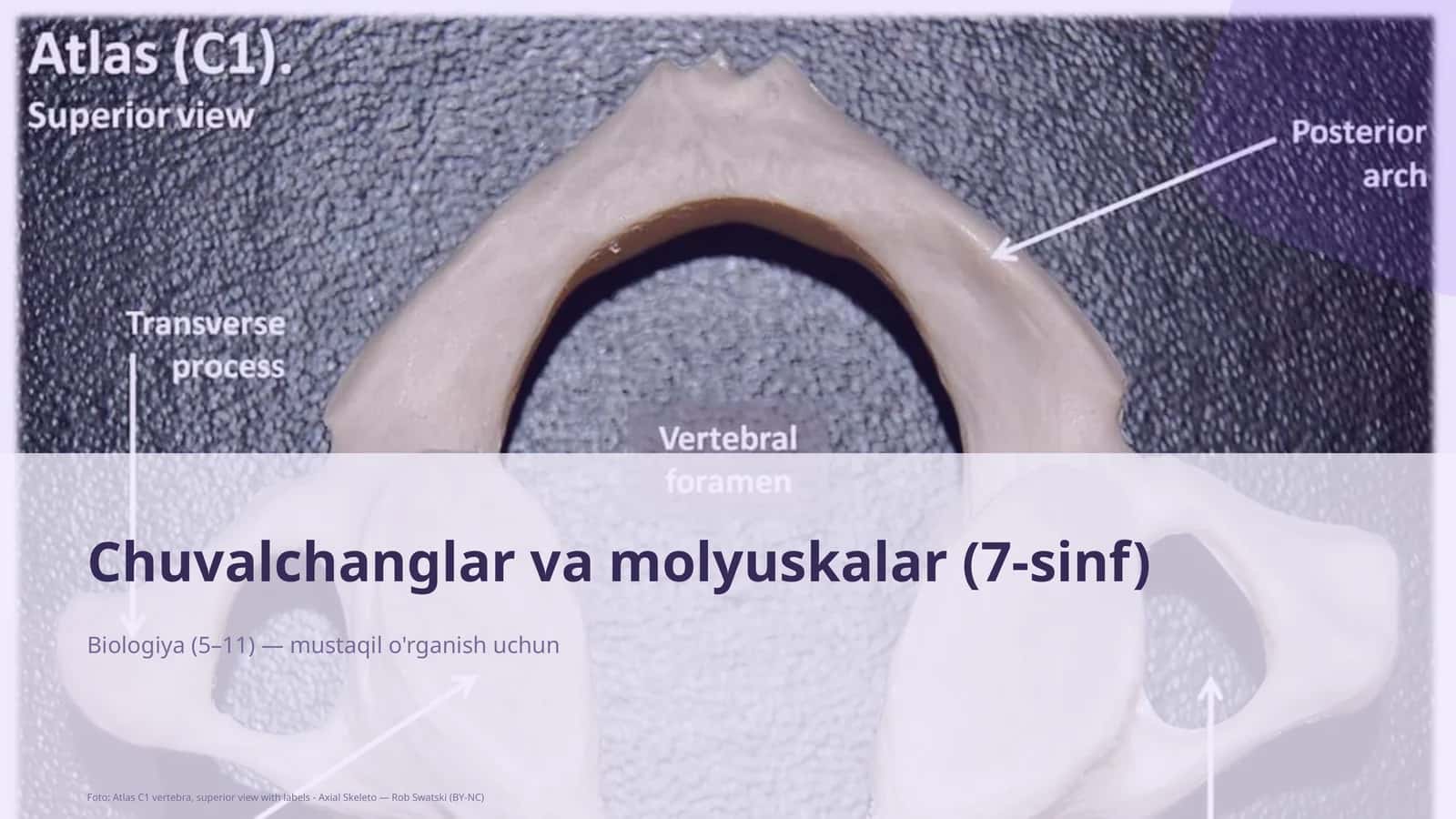 Chuvalchanglar va molyuskalar (7-sinf)