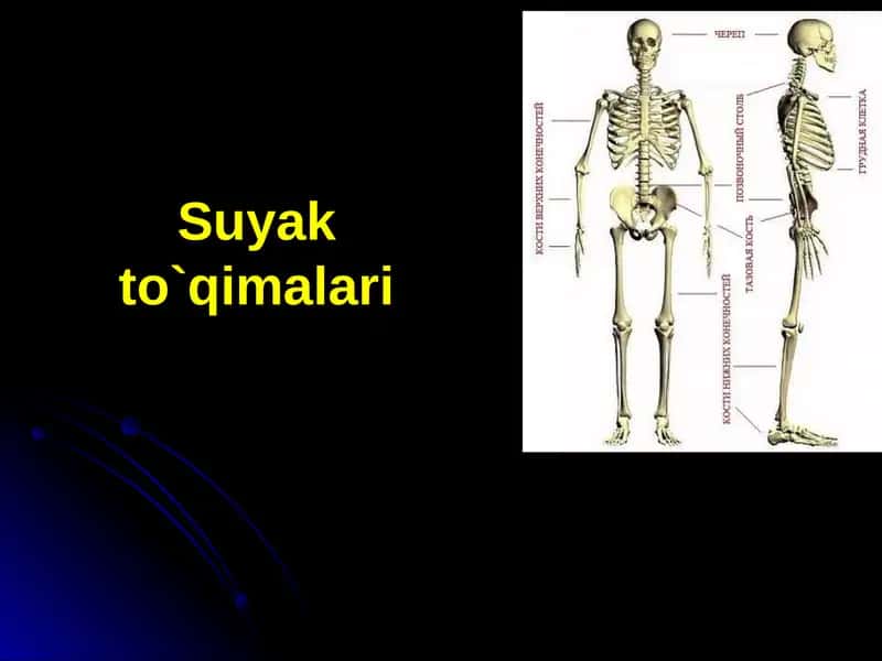 Suyak to’qimasi