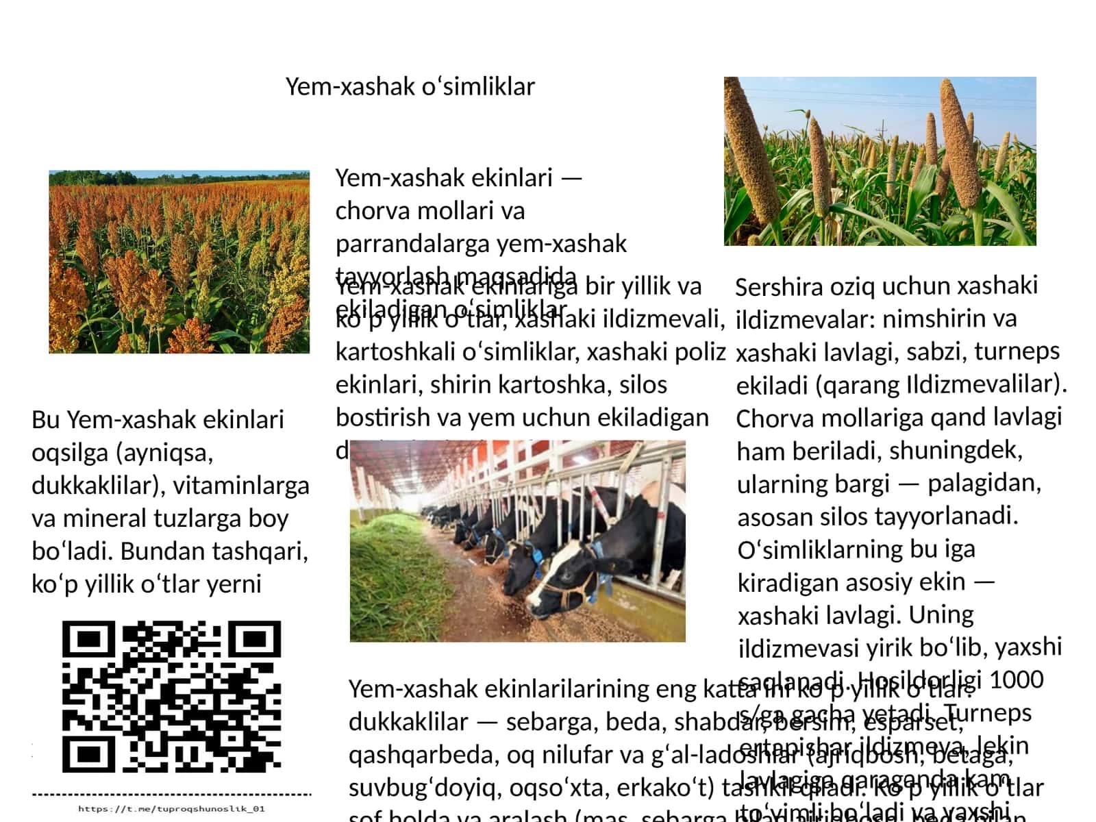 Yem-xashak oʻsimliklar