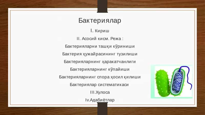 Бактериялар