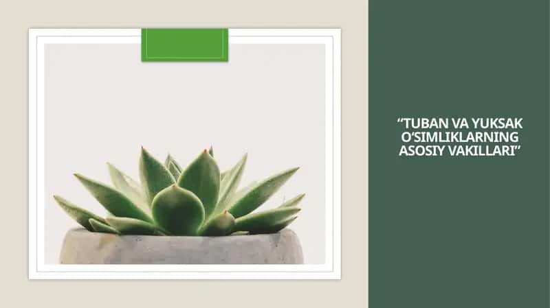TUBAN VA YUKSAK O‘SIMLIKLARNING ASOSIY VAKILLARI