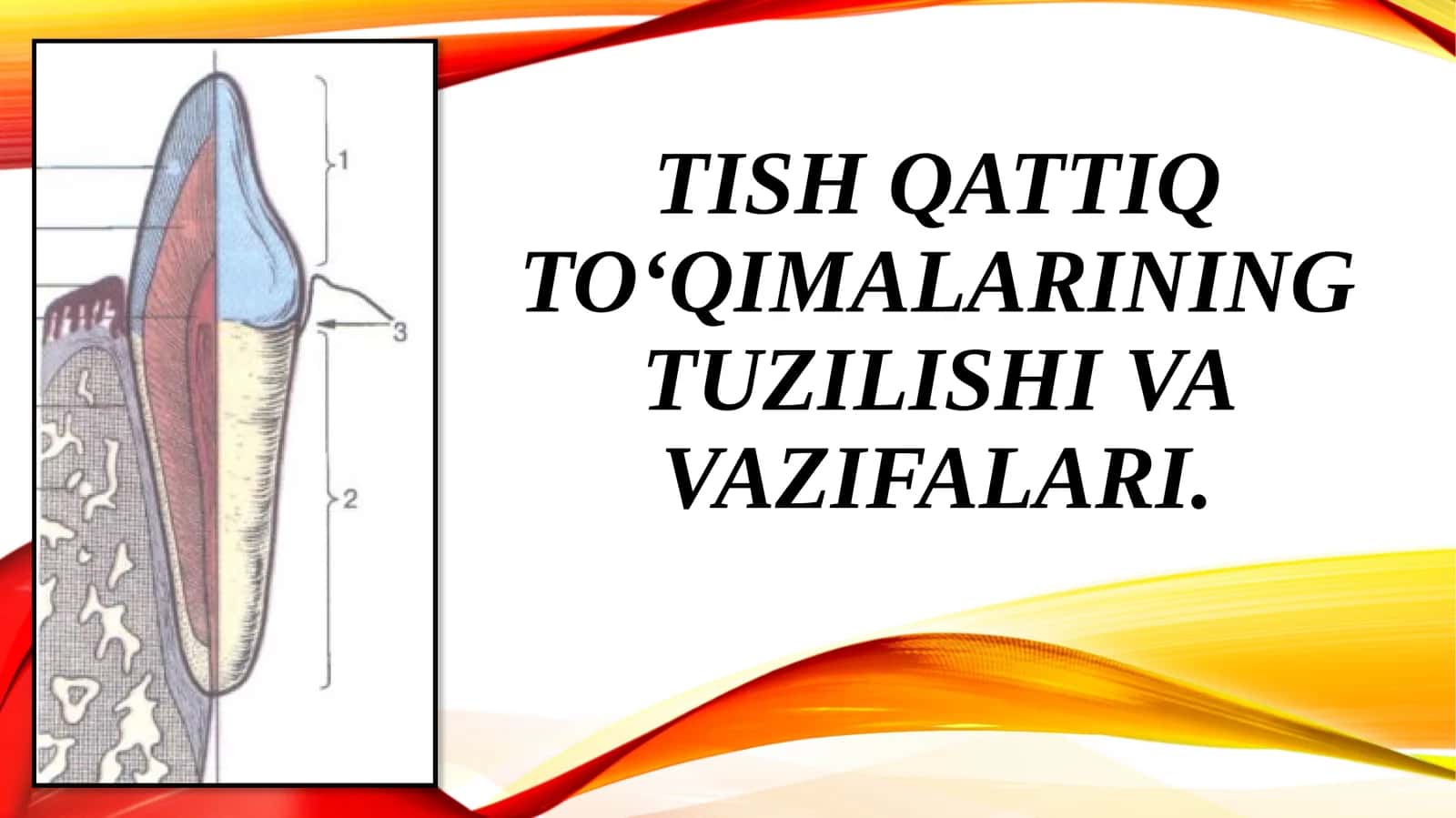 TISH QATTIQ TO‘QIMALARINING TUZILISHI VA VAZIFALARI