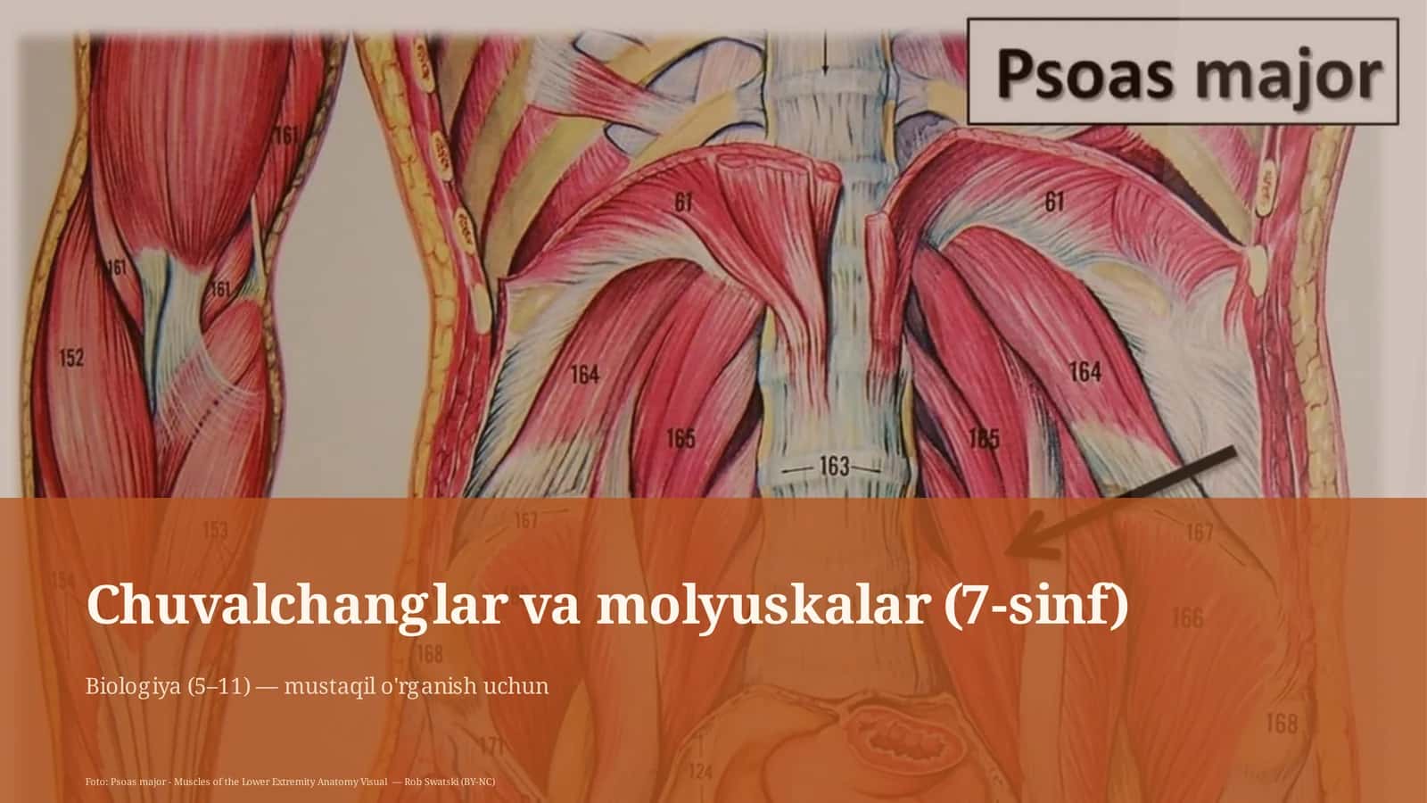 Chuvalchanglar va molyuskalar (7-sinf)