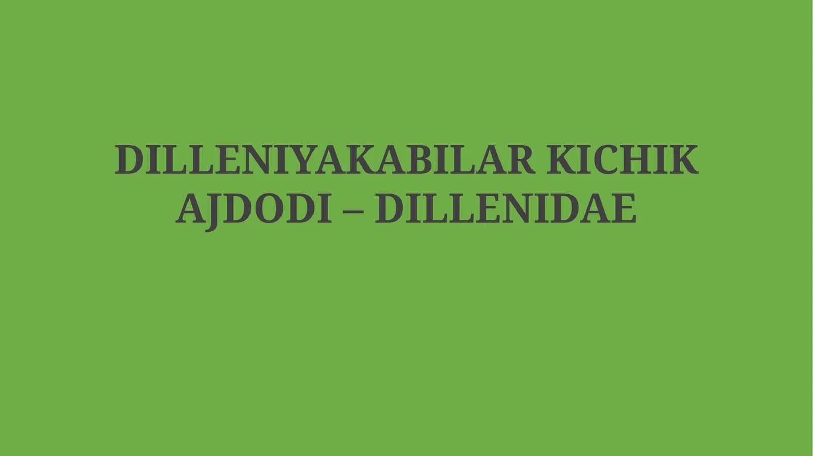 Dilleniyakabilar kichik ajdodi – Dillenidae