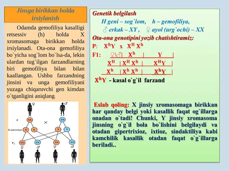 Jinsga birikkan holda irsiylanish