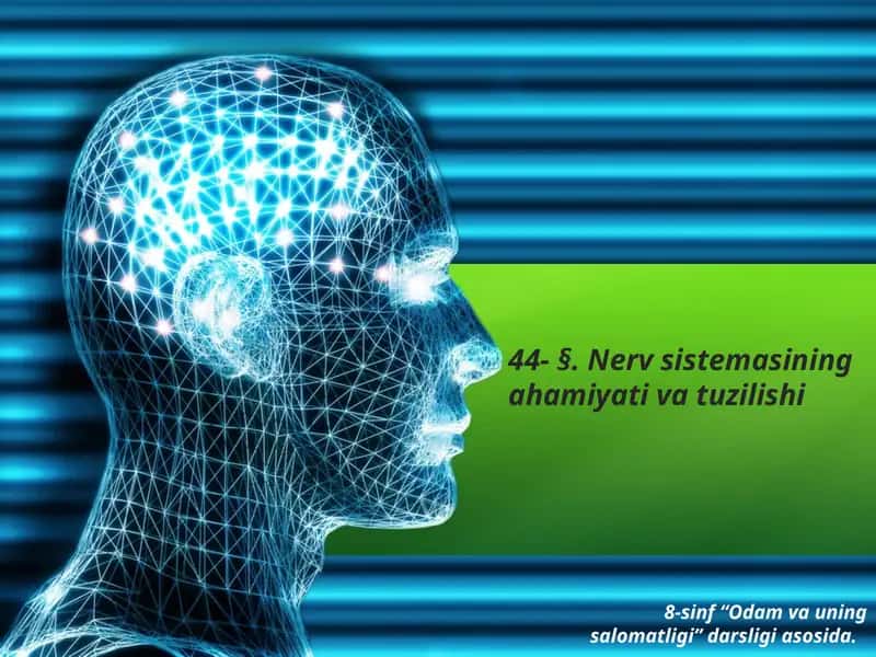 Nervsistemasining tuzilishi