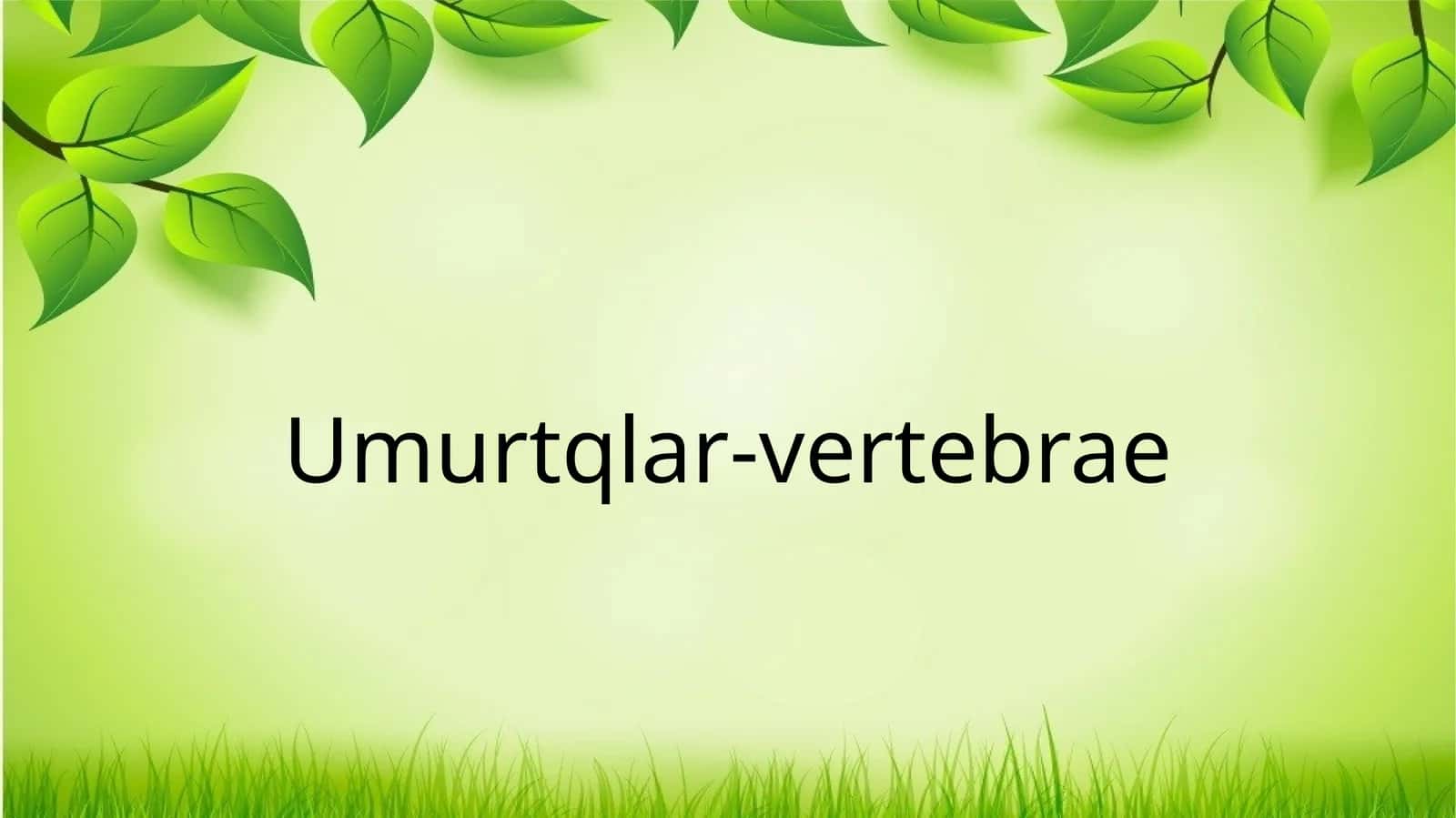 Umurtqalar -vertebrae