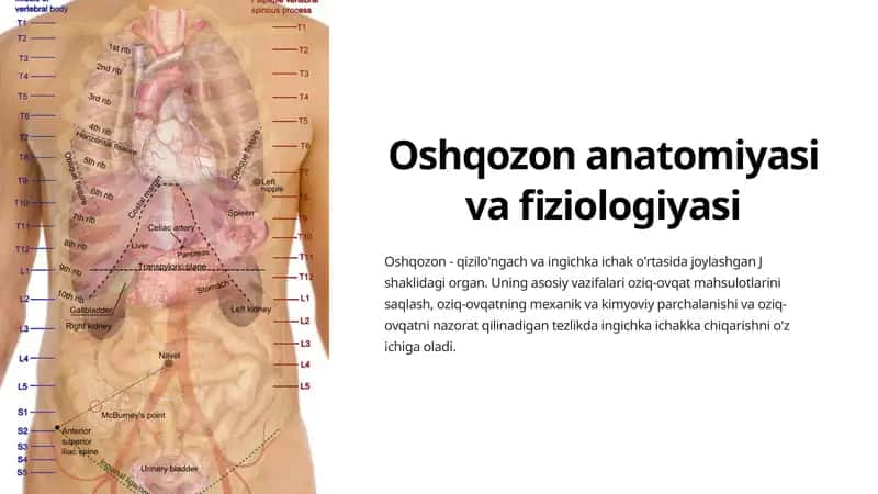 Oshqozon anatomiyasi va fiziologiyasi