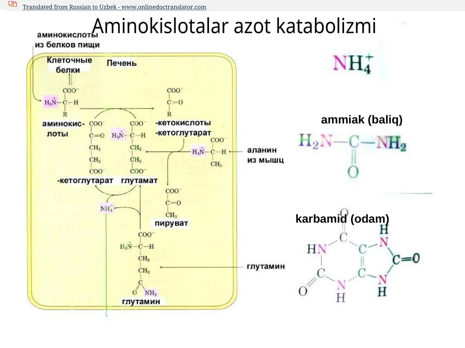 ammiak, karbamid, siydik kislotasi