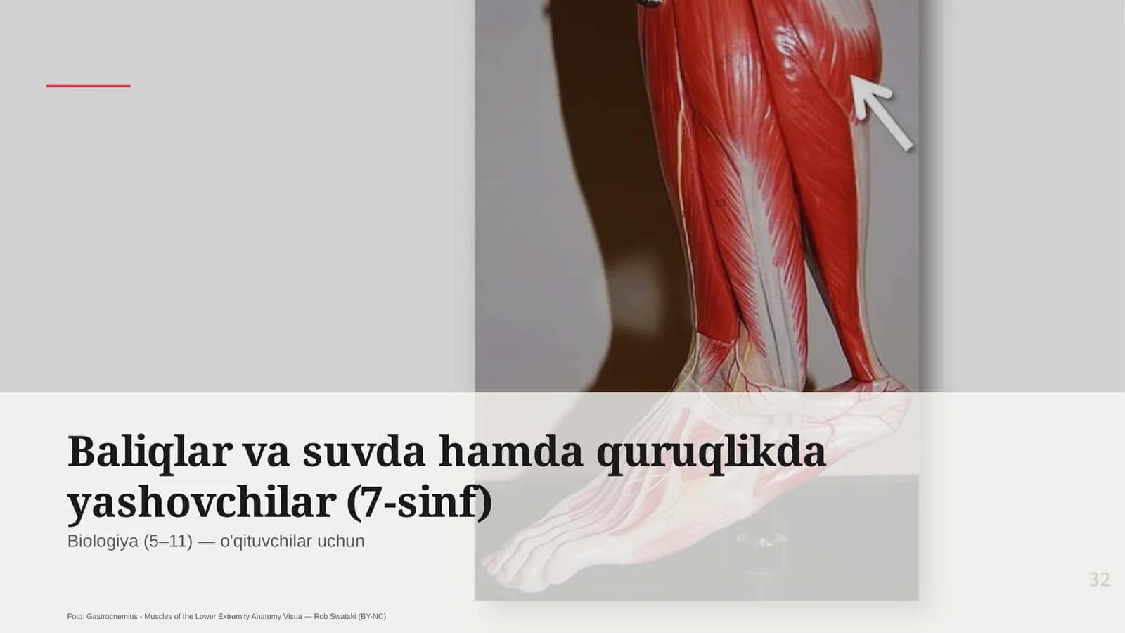 Baliqlar va suvda hamda quruqlikda yashovchilar (7-sinf)