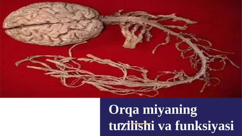 Orqa miya tuzilishi va funksiyalari