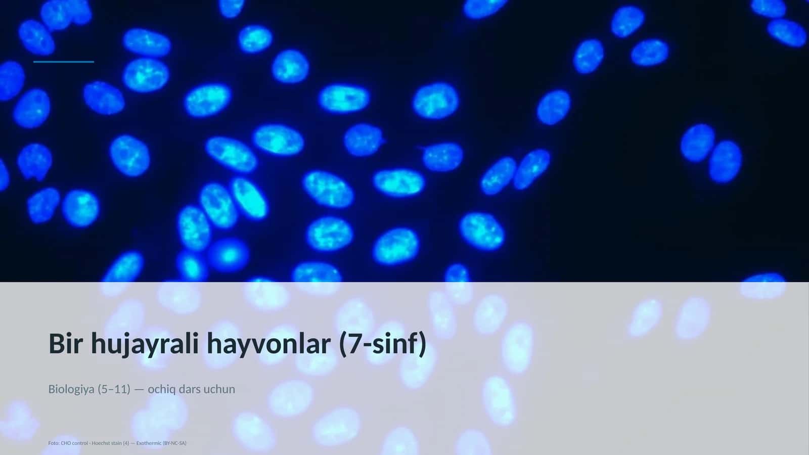 Bir hujayrali hayvonlar (7-sinf)